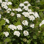  Birkenblättrige Spiere Tor 30-40cm - Spiraea Betulifolia