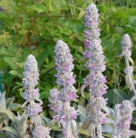  Wollziest Cotton Boll - Stachys Byzantina
