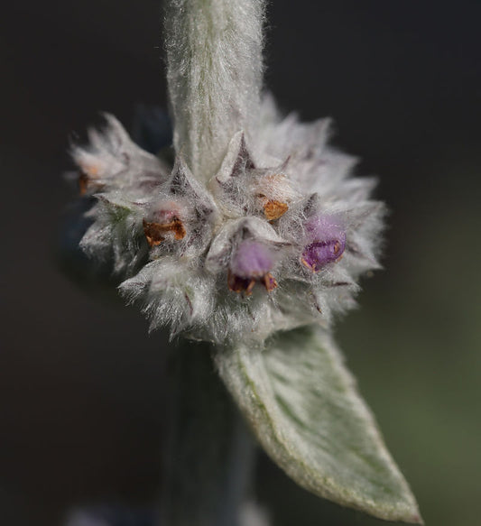  Wollziest Sheila McQueen - Stachys Byzantina