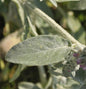 Wollziest Silver Carpet - Stachys Byzantina