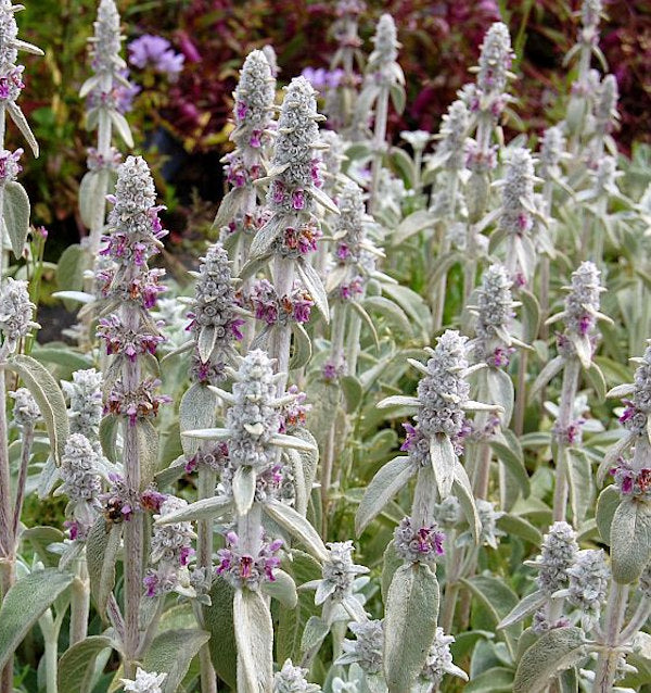  Wollziest - Stachys Byzantina