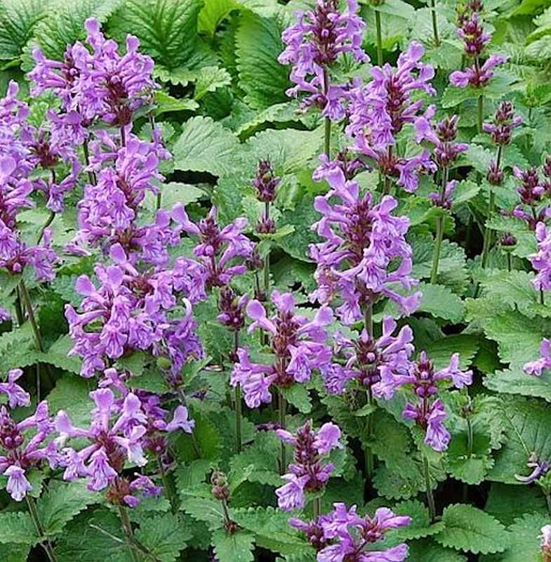  Großblumiger Ziest Superba - Stachys Grandiflora