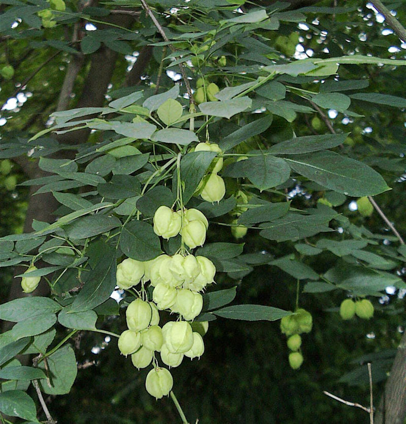  Gemeine Pimpernuss 80-100cm - Staphylea Pinnata