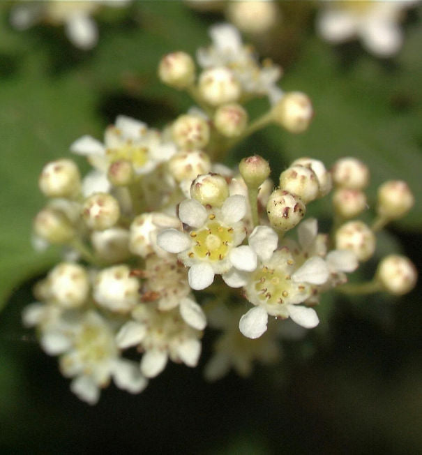  Kranzspiere 20-30cm - Stephanandra Incisa