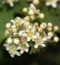  Kranzspiere 20-30cm - Stephanandra Incisa