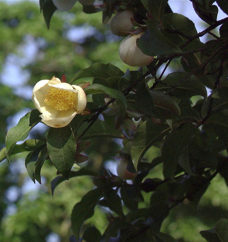  Japanische Scheinkamelie 60-80cm - Stewartia Pseudocamellia