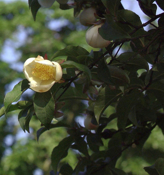  Japanische Scheinkamelie 60-80cm - Stewartia Pseudocamellia