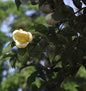  Japanische Scheinkamelie 60-80cm - Stewartia Pseudocamellia