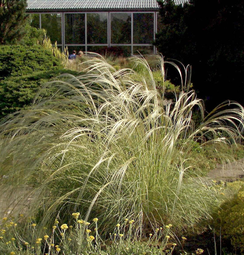  Peruanisches Federgras - Stipa Ichu