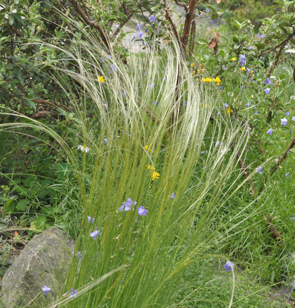  Mädchenhaargras Federgras - Stipa Pennata