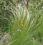  Mädchenhaargras Federgras - Stipa Pennata
