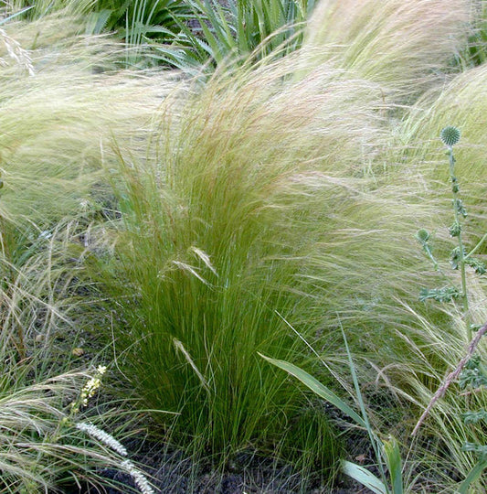  Pracht-Federgras - Stipa Pulcherrima