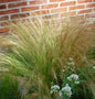 Engelshaargras Ponytails - Großer Topf - Stipa Tenuissima