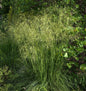  Riesenfedergras - Stipa Gigantea