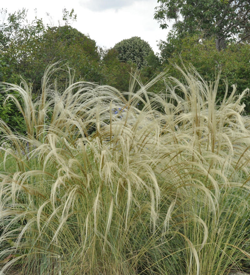  Reiherfedergras - Stipa Pulcherrima