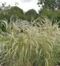  Reiherfedergras - Stipa Pulcherrima