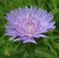  Kornblumenaster - Stokesia Laevis