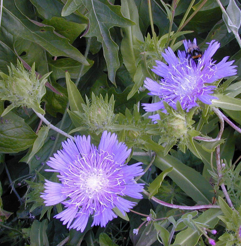  Kornblumenaster Peachies Pick - Großer Topf - Stokesia Laevis