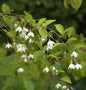  Schneeglöckchenstrauch 40-60cm - Styrax Japonica