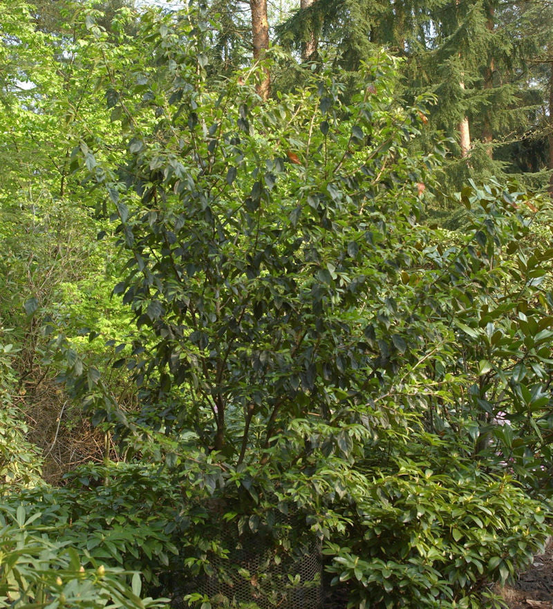  Sycoparrotia Semidecidua 60-80cm