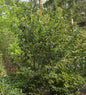  Sycoparrotia Semidecidua 60-80cm