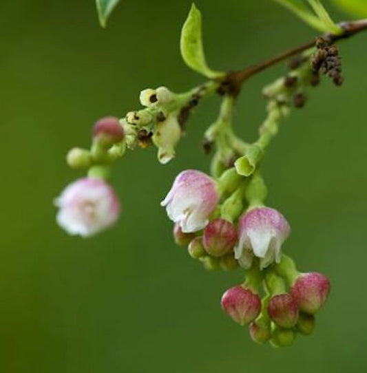  Knallerbsenstrauch 100-125cm - Symphoricarpos Albus
