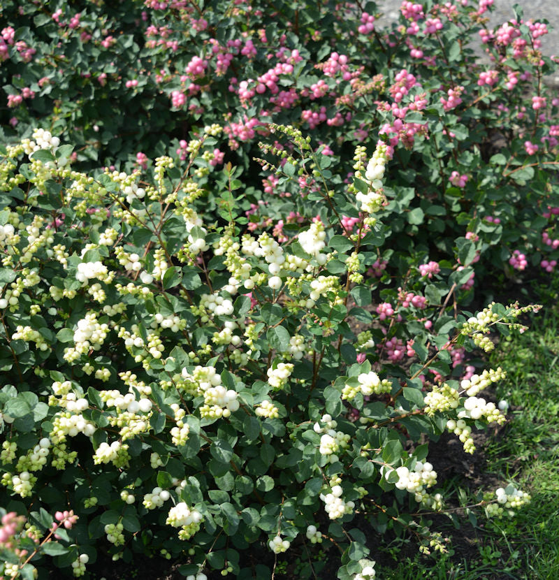  Amethystbeere Magical Galaxy 60-80cm - Symphoricarpos Doorenbosii
