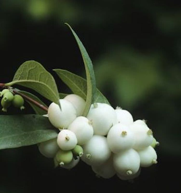  Schneebeere White Pearl 60-80cm - Symphoricarpos Albus