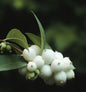  Schneebeere White Pearl 60-80cm - Symphoricarpos Albus