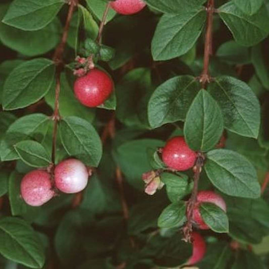  Amethystbeere Mother Of Pearl 80-100cm - Symphoricarpos Doorenbosii