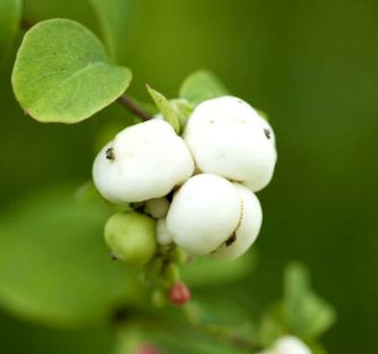  Hochstamm Knallerbsenstrauch White Hedge 80-100cm - Symphoricarpos Doorenbosii