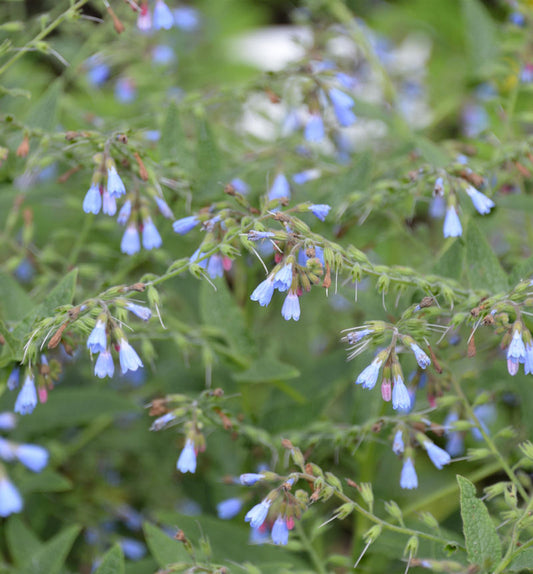  Blauer Beinwell - Symphytum Azureum