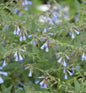  Blauer Beinwell - Symphytum Azureum