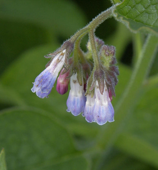  Echter Beinwell - Symphytum Officinale