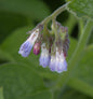  Echter Beinwell - Symphytum Officinale