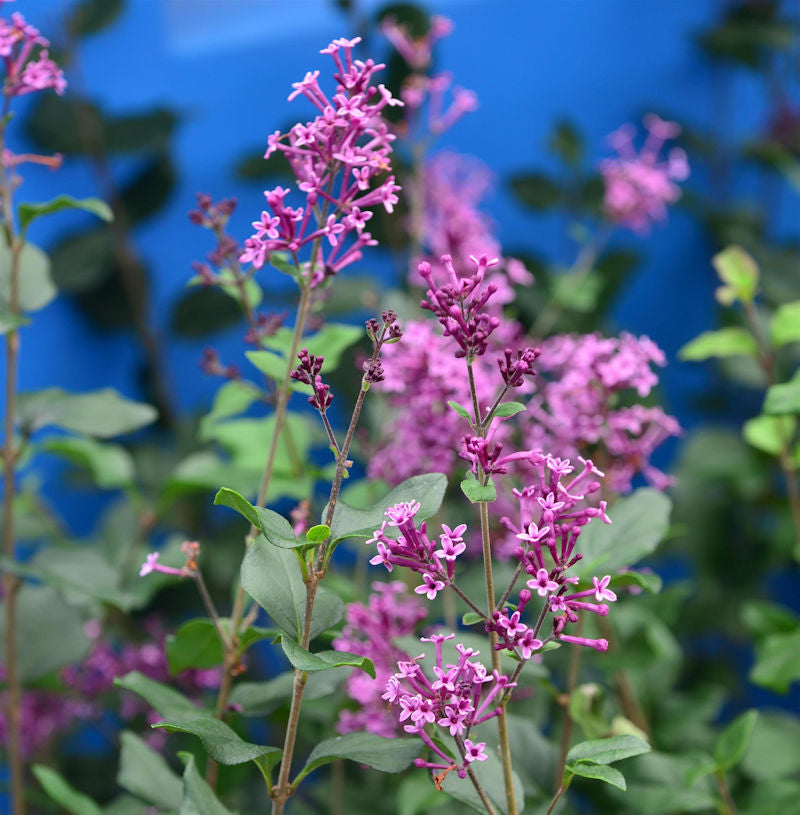  Edelflieder Bloomerang® Dark Purple 40-60cm - Syringa