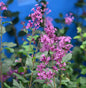  Edelflieder Bloomerang® Dark Purple 80-100cm - Syringa
