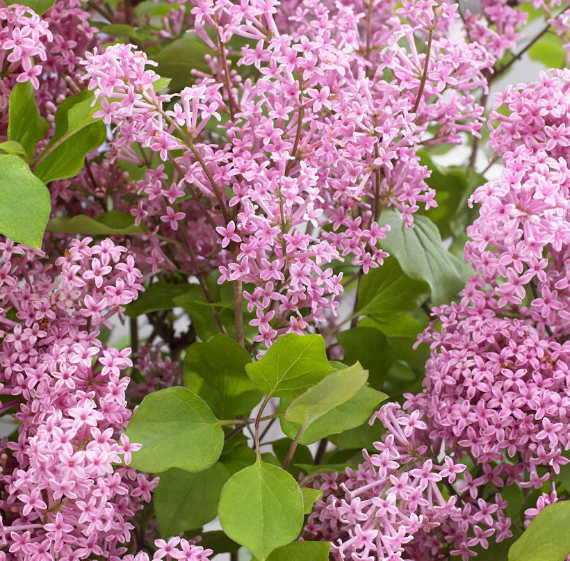 Zwergflieder Flowerfesta® Purpur 40-60cm - Syringa