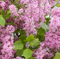 Zwergflieder Flowerfesta® Purpur 40-60cm - Syringa
