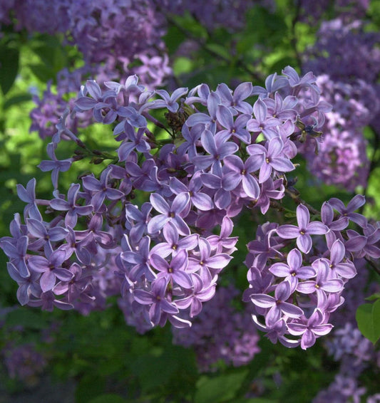 Hochstamm Königsflieder Heckenflieder 80-100cm - Syringa Chinensis