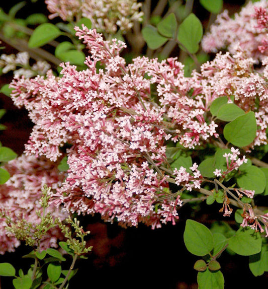  Duft Zwergflieder Tinkerbelle 80-100cm - Syringa