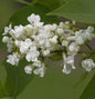  Edelflieder Angel White - Kircher-Collection 40-60cm - Syringa Hyacinthiflora