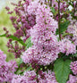  Edelflieder Minuet - Kircher-Collection 30-40cm - Syringa Hyacinthiflora