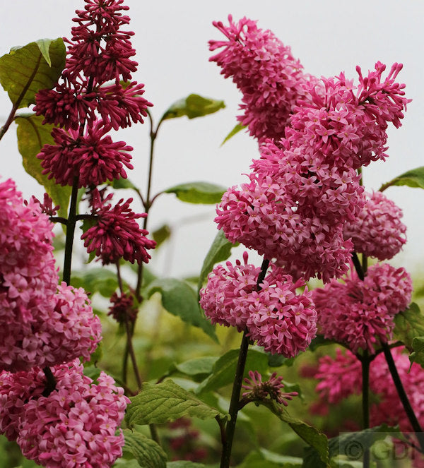  Edelflieder Miss Canada - Kircher-Collection 30-40cm - Syringa Hyacinthiflora
