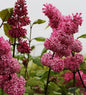  Edelflieder Miss Canada - Kircher-Collection 30-40cm - Syringa Hyacinthiflora