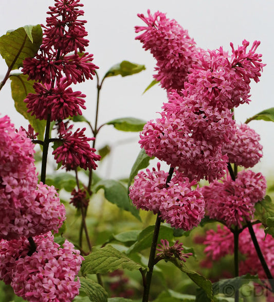  Edelflieder Miss Canada - Kircher-Collection 60-80cm - Syringa Hyacinthiflora