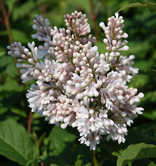  Edelflieder Miss USA - Kircher-Collection 40-60cm - Syringa Hyacinthiflora