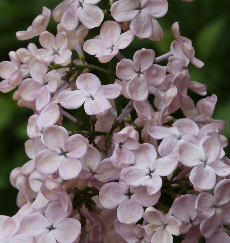  Edelflieder Rosenrot - Kircher-Collection 30-40cm - Syringa Hyacinthiflora
