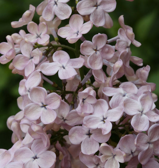  Edelflieder Rosenrot - Kircher-Collection 30-40cm - Syringa Hyacinthiflora
