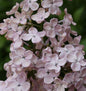  Edelflieder Rosenrot - Kircher-Collection 30-40cm - Syringa Hyacinthiflora